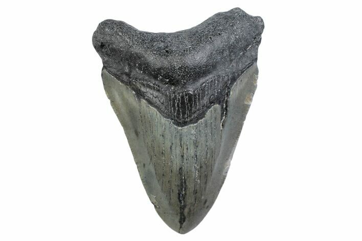 Fossil Megalodon Tooth - North Carolina #370222